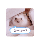はりんの日常③（個別スタンプ：12）