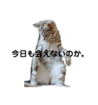 になはるちび〜きょうシリーズ〜（個別スタンプ：3）