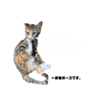 になはるちび〜きょうシリーズ〜（個別スタンプ：5）