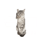 になはるちび〜きょうシリーズ2〜（個別スタンプ：1）