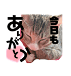 になはるちび〜きょうシリーズ2〜（個別スタンプ：5）