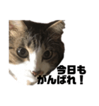 になはるちび〜きょうシリーズ2〜（個別スタンプ：6）