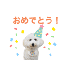 トイプードルのきなちゃんスタンプ（個別スタンプ：1）