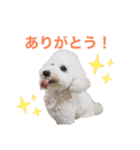 トイプードルのきなちゃんスタンプ（個別スタンプ：2）