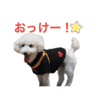 トイプードルのきなちゃんスタンプ（個別スタンプ：3）