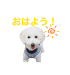 トイプードルのきなちゃんスタンプ（個別スタンプ：4）