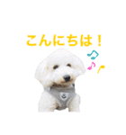 トイプードルのきなちゃんスタンプ（個別スタンプ：5）