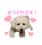 トイプードルのきなちゃんスタンプ（個別スタンプ：6）