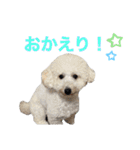 トイプードルのきなちゃんスタンプ（個別スタンプ：7）