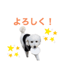 トイプードルのきなちゃんスタンプ（個別スタンプ：8）