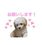 トイプードルのきなちゃんスタンプ（個別スタンプ：9）