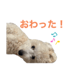 トイプードルのきなちゃんスタンプ（個別スタンプ：20）