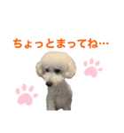 トイプードルのきなちゃんスタンプ（個別スタンプ：26）