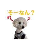トイプードルのきなちゃんスタンプ（個別スタンプ：27）