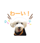トイプードルのきなちゃんスタンプ（個別スタンプ：29）