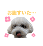 トイプードルのきなちゃんスタンプ（個別スタンプ：30）