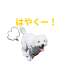トイプードルのきなちゃんスタンプ（個別スタンプ：36）