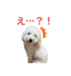 トイプードルのきなちゃんスタンプ（個別スタンプ：40）