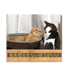 kisukes(字幕)（個別スタンプ：1）