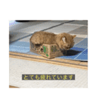 kisukes(字幕)（個別スタンプ：3）
