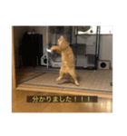 kisukes(字幕)（個別スタンプ：4）