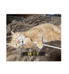 kisukes(字幕)（個別スタンプ：5）