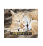 kisukes(字幕)（個別スタンプ：6）