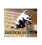 kisukes(字幕)（個別スタンプ：7）