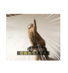 kisukes(字幕)（個別スタンプ：11）