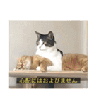 kisukes(字幕)（個別スタンプ：12）