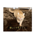 kisukes(字幕)（個別スタンプ：13）