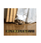 kisukes(字幕)（個別スタンプ：14）