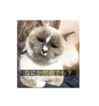 kisukes(字幕)（個別スタンプ：17）