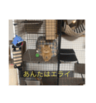 kisukes(字幕)（個別スタンプ：18）