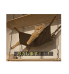 kisukes(字幕)（個別スタンプ：19）