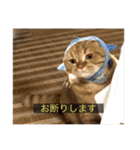 kisukes(字幕)（個別スタンプ：21）