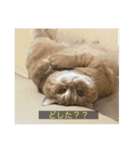 kisukes(字幕)（個別スタンプ：22）