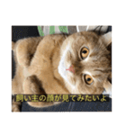 kisukes(字幕)（個別スタンプ：23）