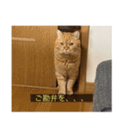 kisukes(字幕)（個別スタンプ：24）