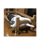kisukes(字幕)（個別スタンプ：25）