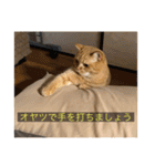 kisukes(字幕)（個別スタンプ：26）
