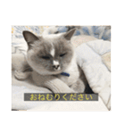 kisukes(字幕)（個別スタンプ：27）
