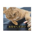 kisukes(字幕)（個別スタンプ：34）