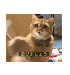 kisukes(字幕)（個別スタンプ：35）