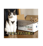 kisukes(字幕)（個別スタンプ：37）