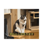 kisukes(字幕)（個別スタンプ：39）