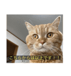 kisukes(字幕)（個別スタンプ：40）