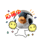 きもかわ！ペンギンスタンプ（個別スタンプ：2）
