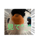 きもかわ！ペンギンスタンプ（個別スタンプ：5）
