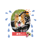 ぱぴぱぴパピヨン86（個別スタンプ：14）